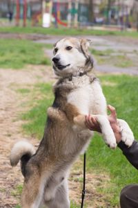 🏡 Лай шукає дім та родину