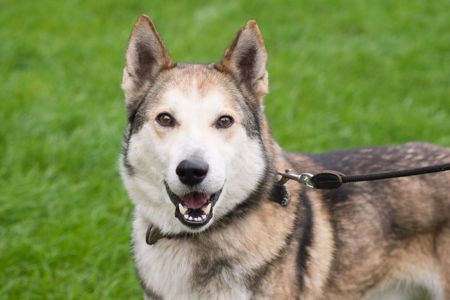 🏡 Лай шукає дім та родину