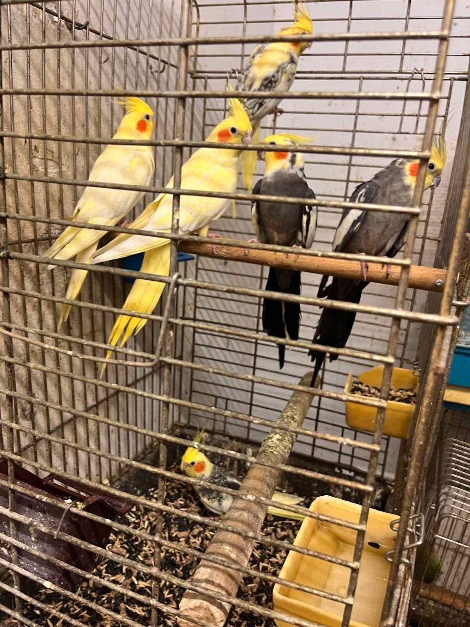 Продам пташенят корелли !