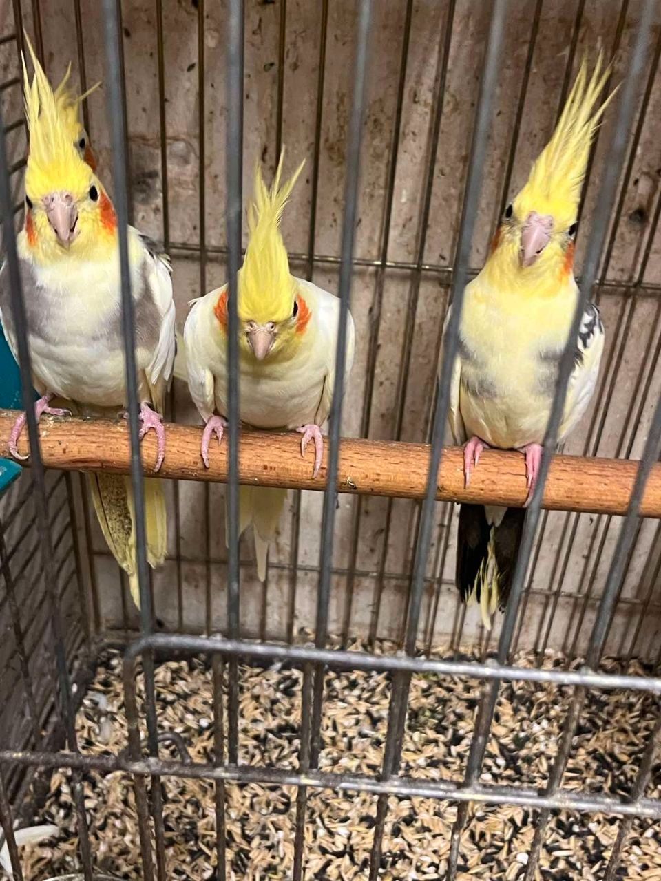 Продам пташенят корелли !