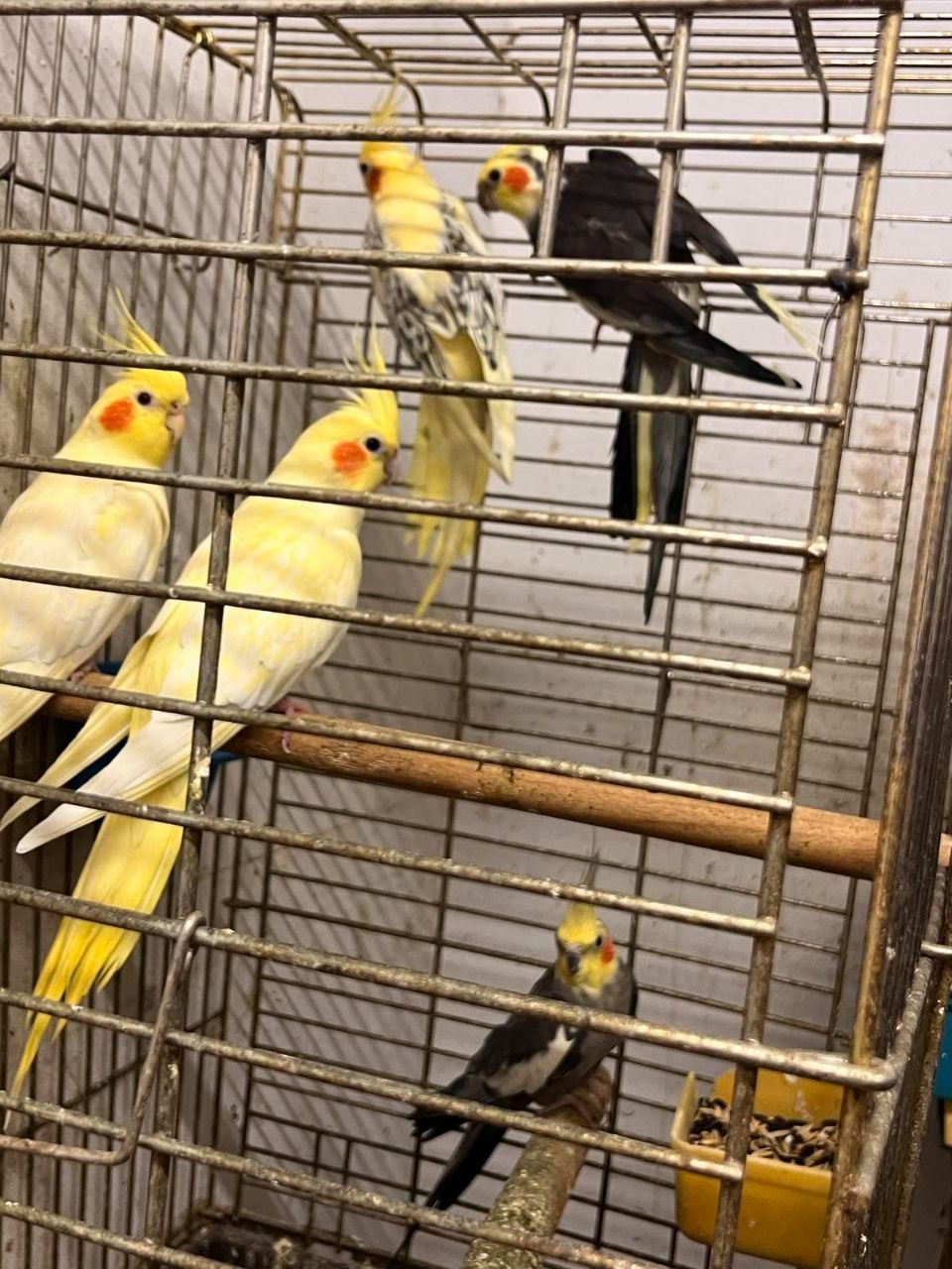 Продам пташенят корелли !