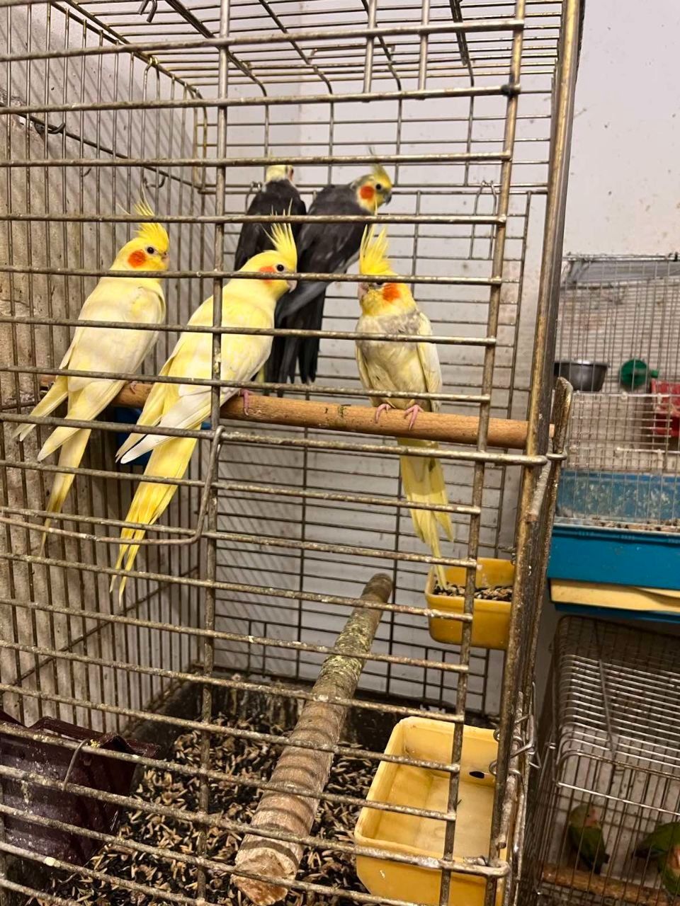 Продам пташенят корелли !