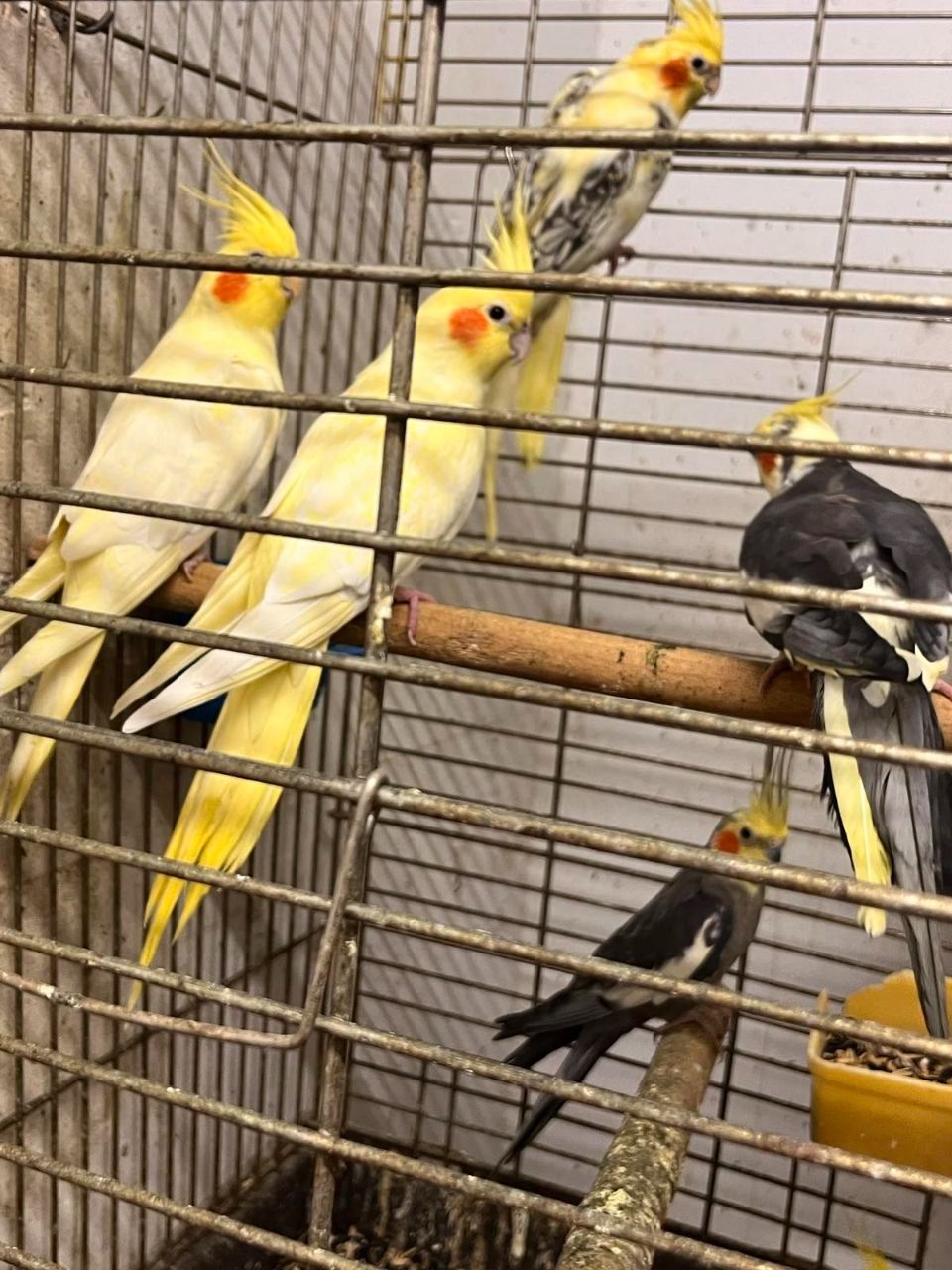 Продам пташенят корелли !