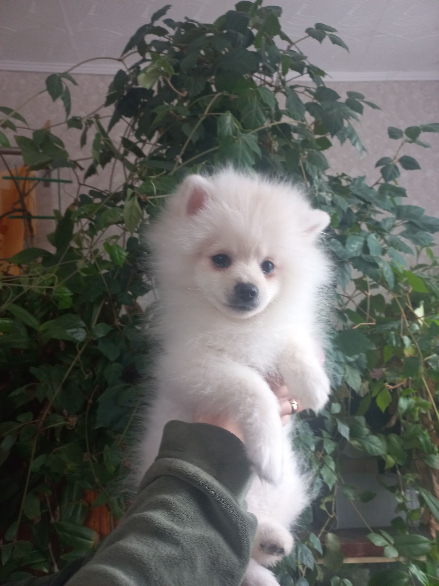 Цуценята померанського шпіца