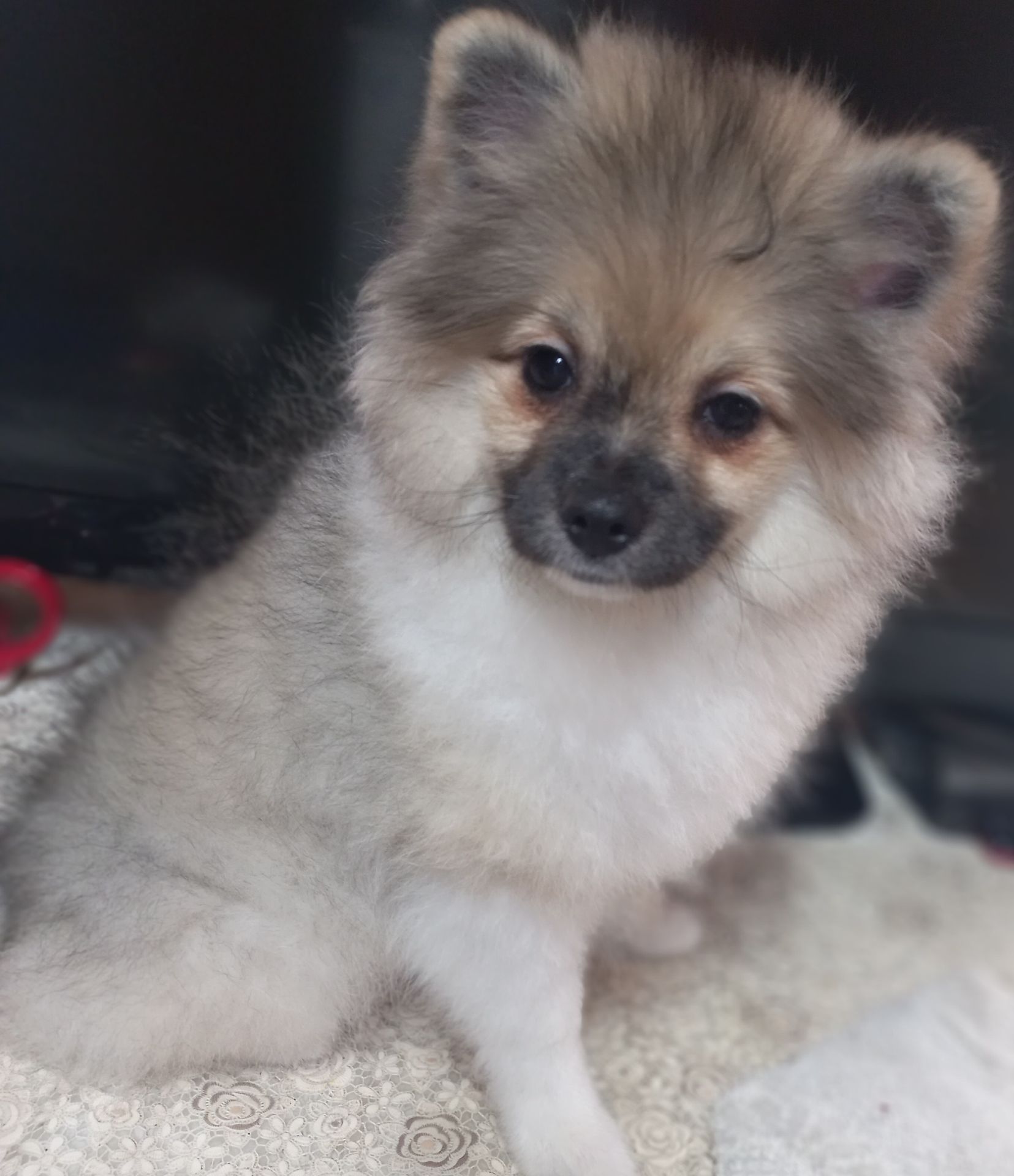 Цуценята померанського шпіца