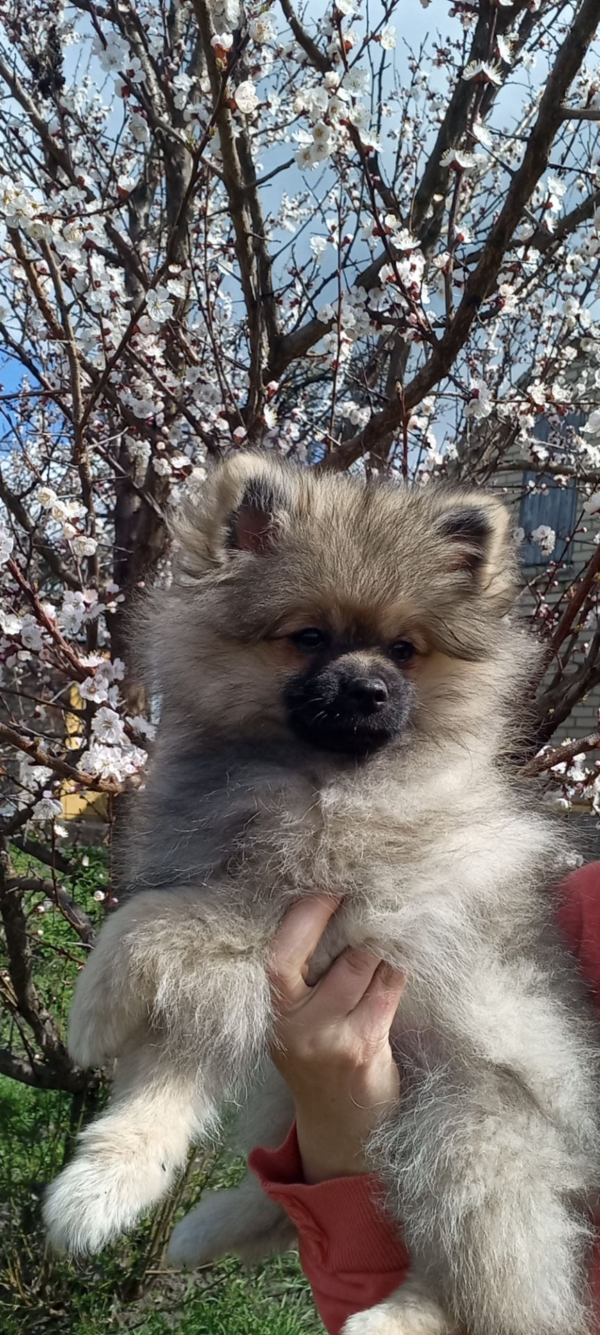 Цуценята померанського шпіца