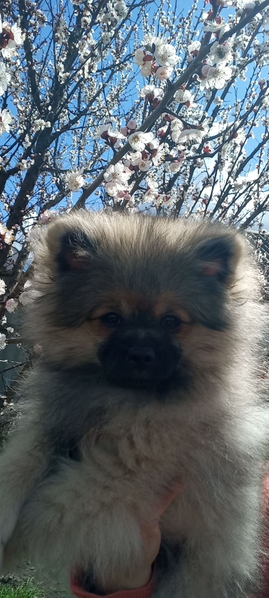 Цуценята померанського шпіца