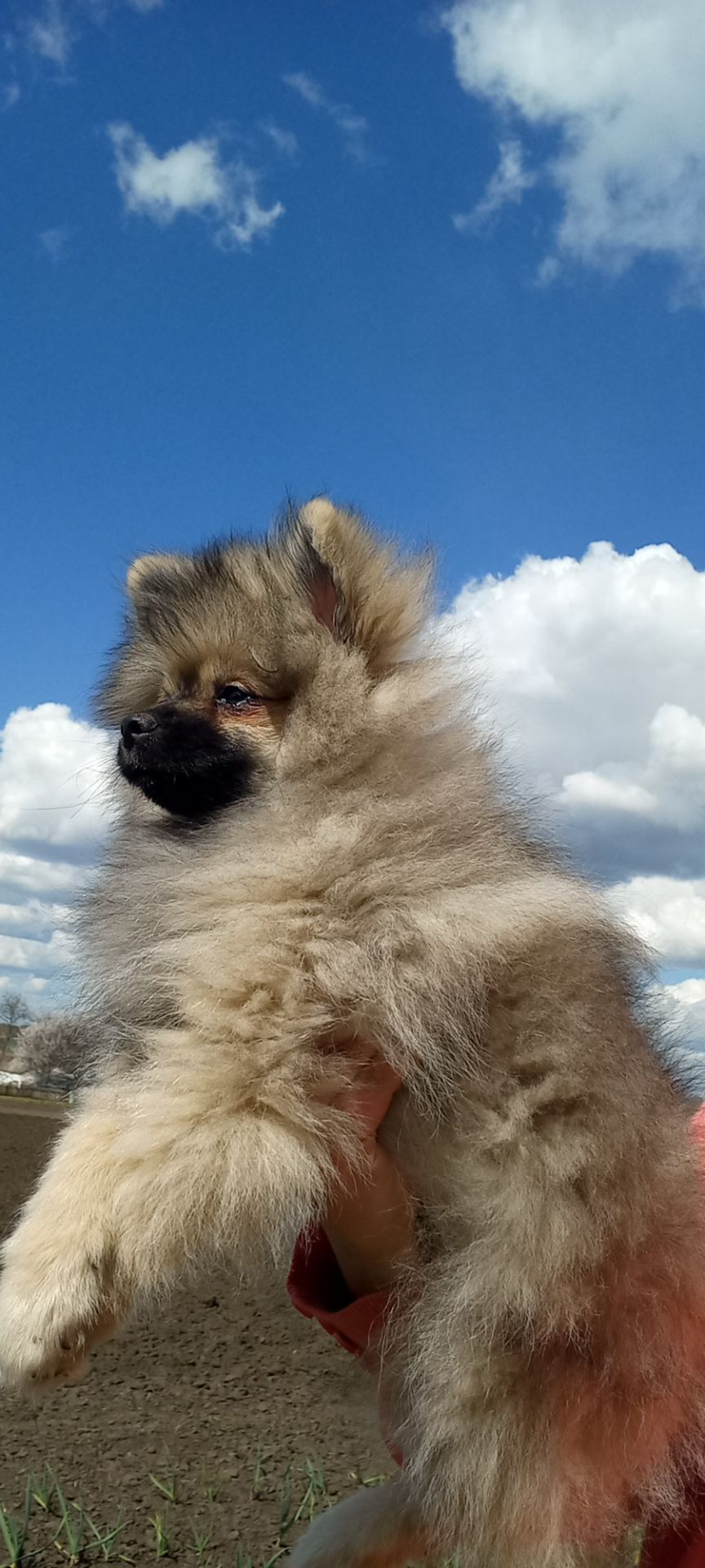 Цуценята померанського шпіца