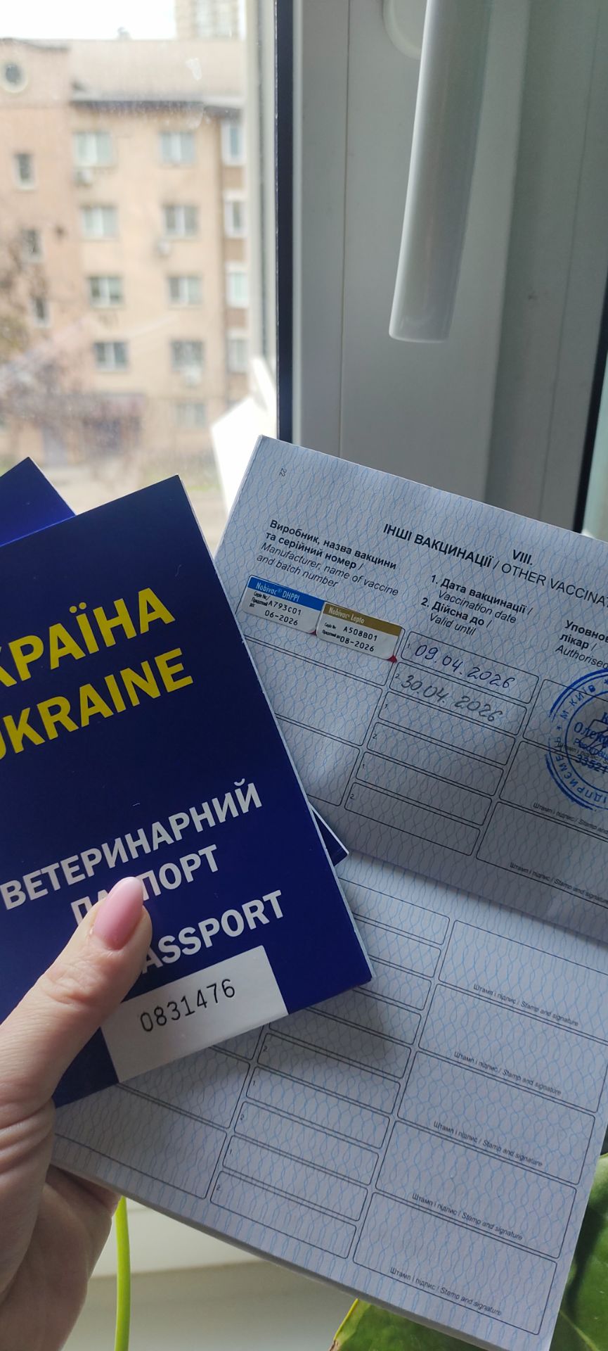 Продаж красивого хлопчика французького бульдога