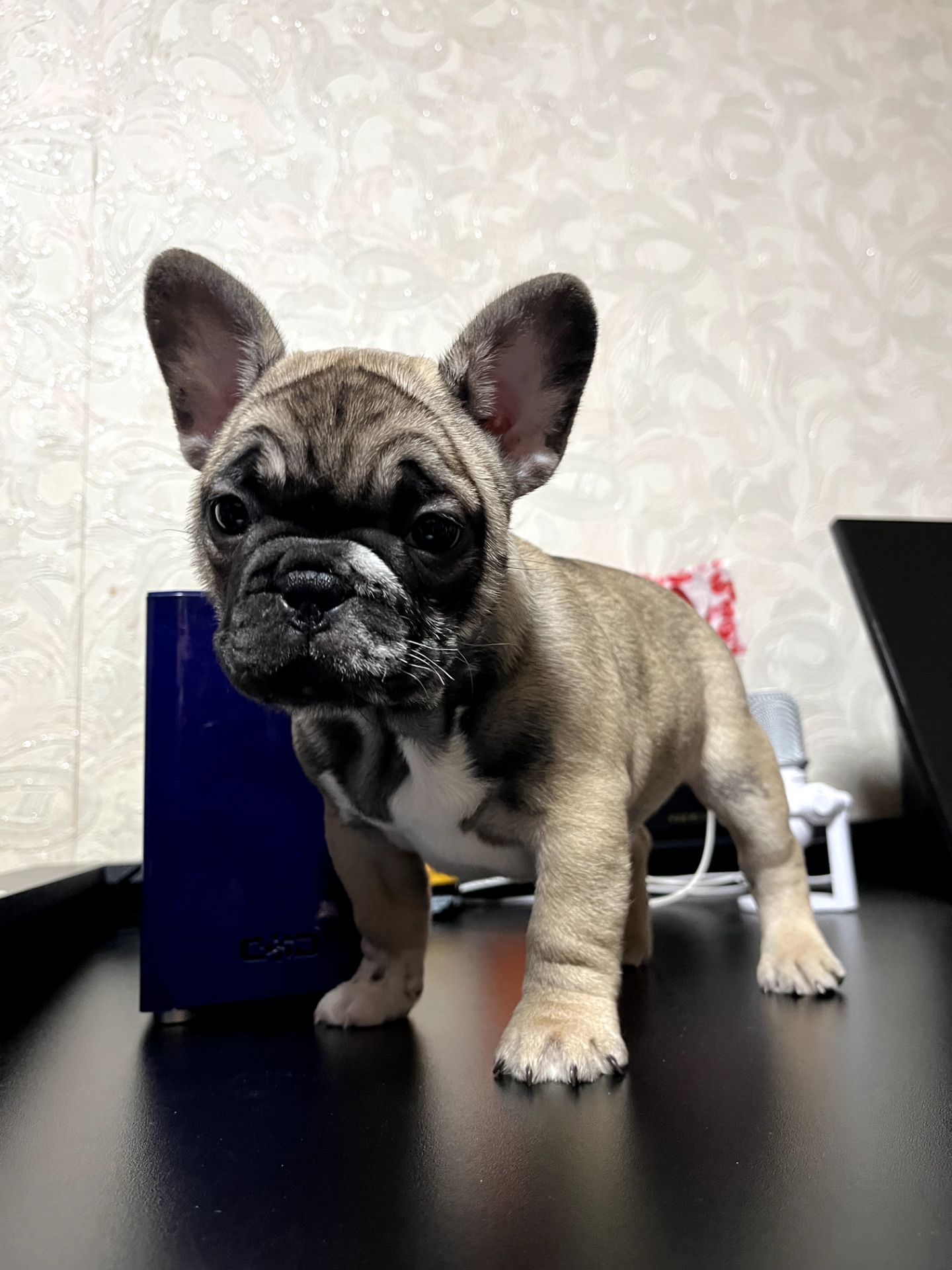 Продаж красивого хлопчика французького бульдога