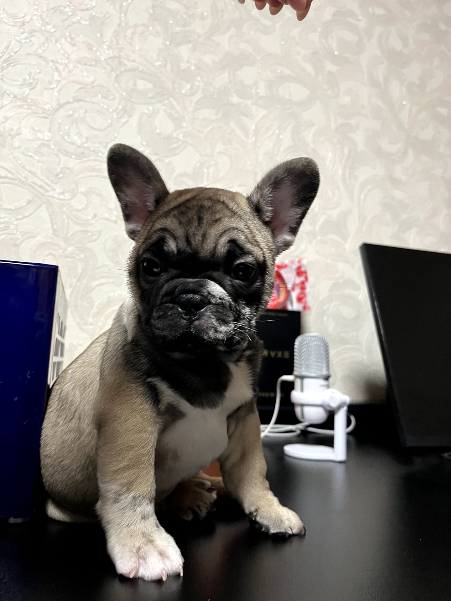 Продаж красивого хлопчика французького бульдога