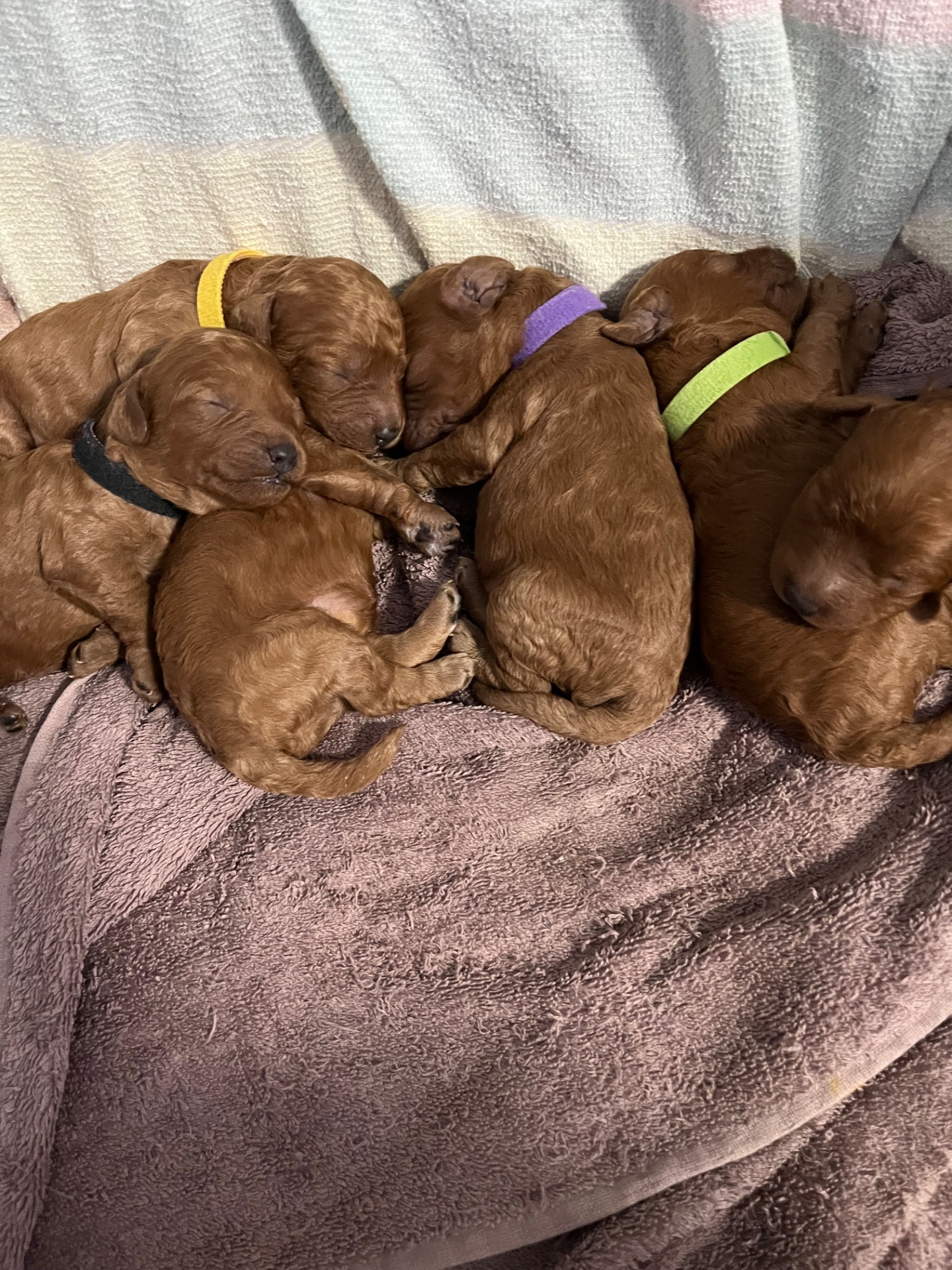 Щенки Той-пуделя