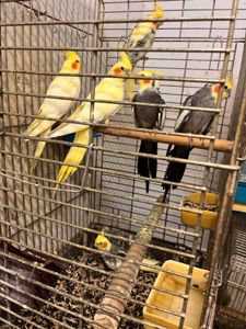 Продам пташенят корелли !