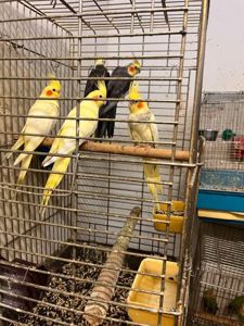 Продам пташенят корелли !