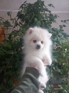 Цуценята померанського шпіца