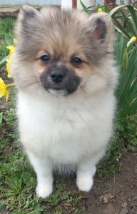 Цуценята померанського шпіца