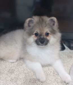 Цуценята померанського шпіца