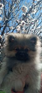 Цуценята померанського шпіца