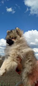 Цуценята померанського шпіца