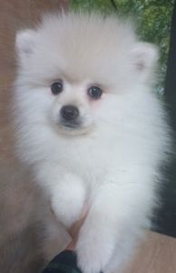 Цуценята померанського шпіца