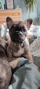 Продаж красивого хлопчика французького бульдога