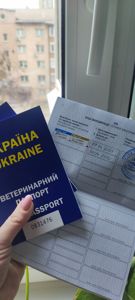 Продаж красивого хлопчика французького бульдога