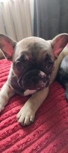 Продаж красивого хлопчика французького бульдога