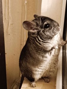 Шиншила (самець) 2 роки