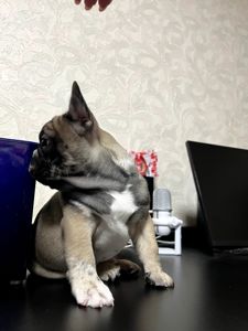 Продаж красивого хлопчика французького бульдога