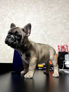 Продаж красивого хлопчика французького бульдога
