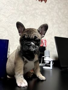 Продаж красивого хлопчика французького бульдога