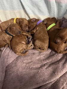 Щенки Той-пуделя