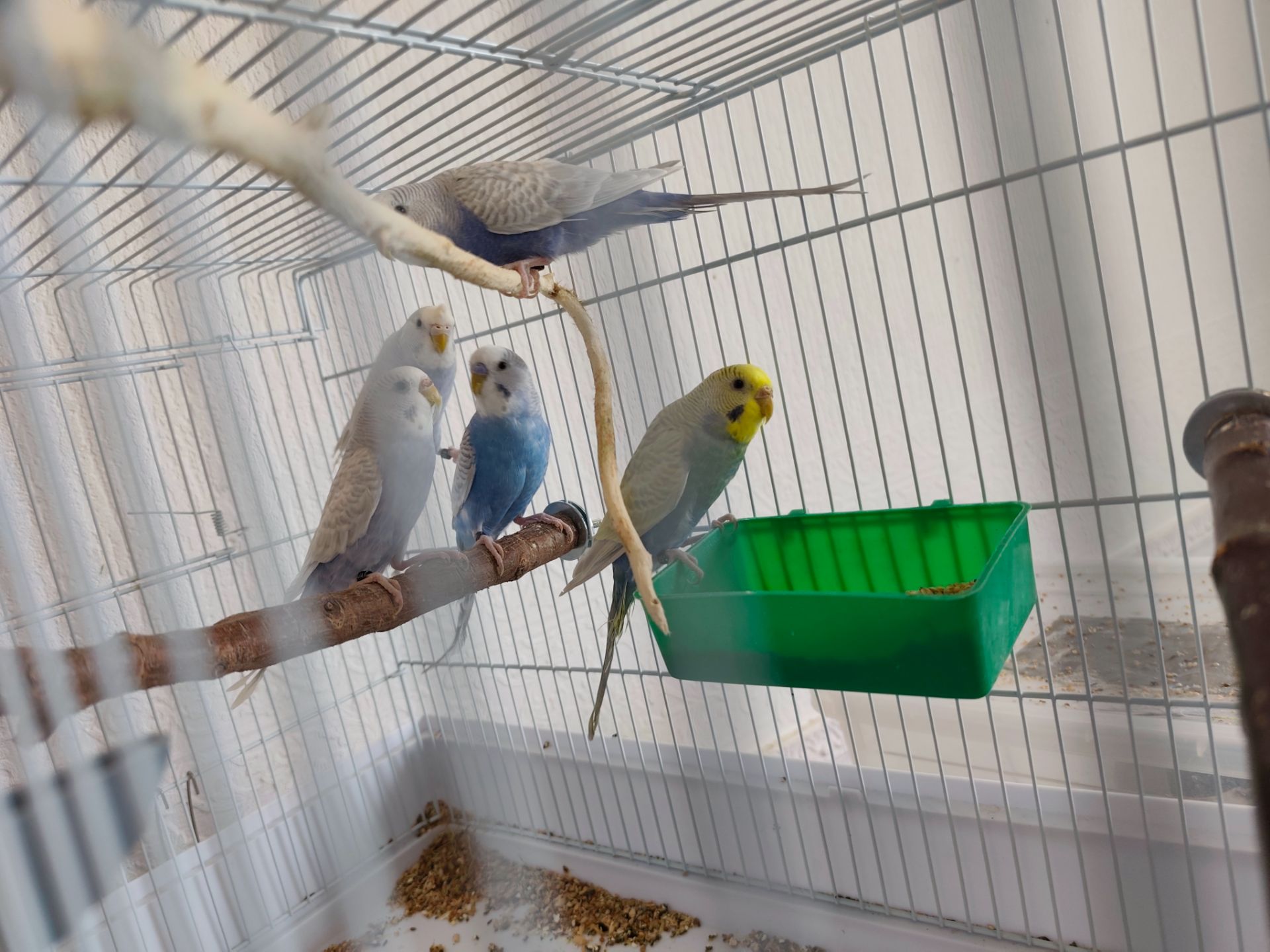 Хвилясті папуги підлітки 9 місяці. Самки