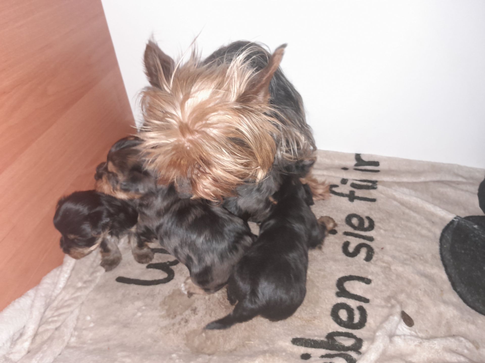 Девочки йорка