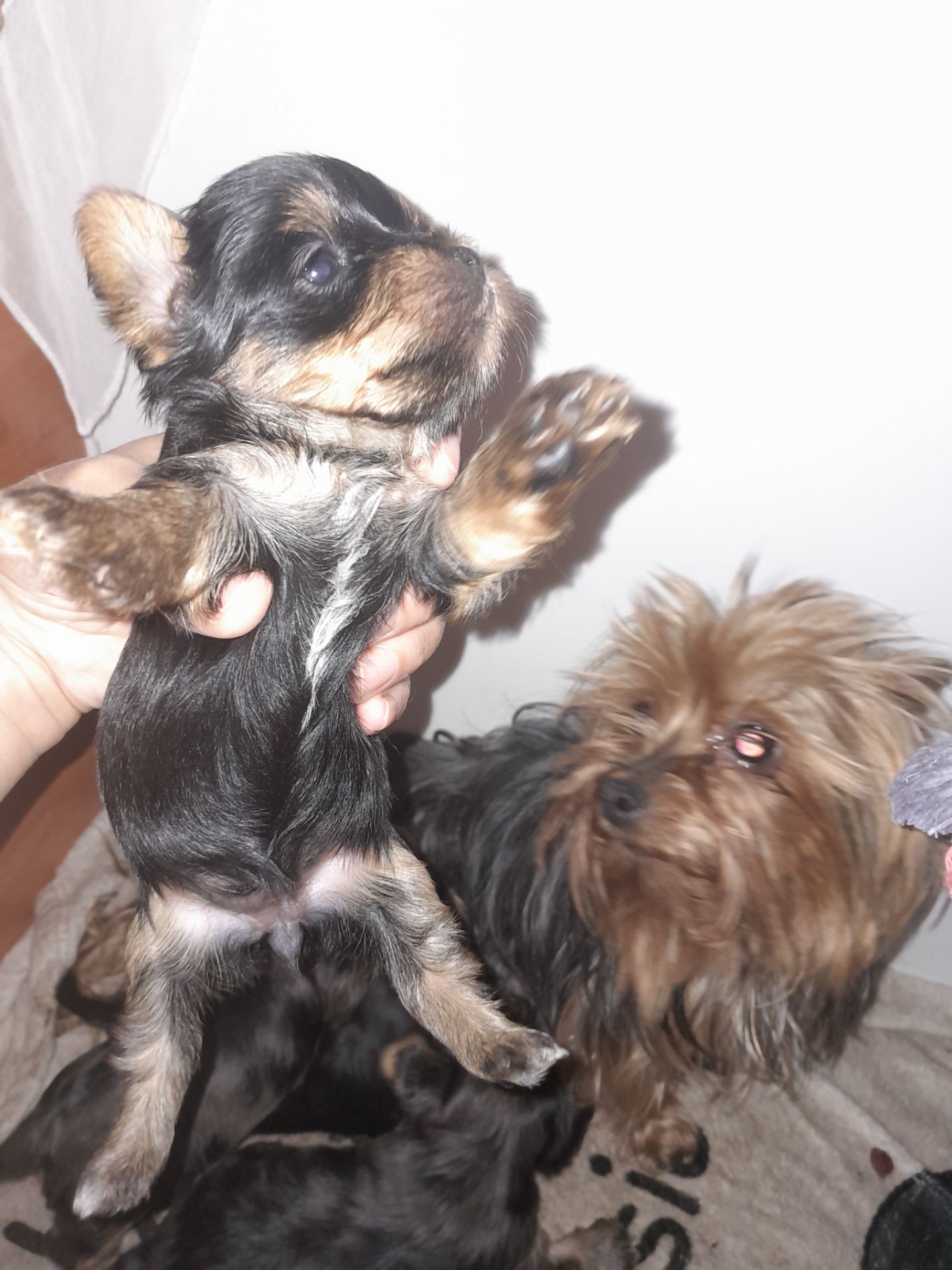 Девочки йорка