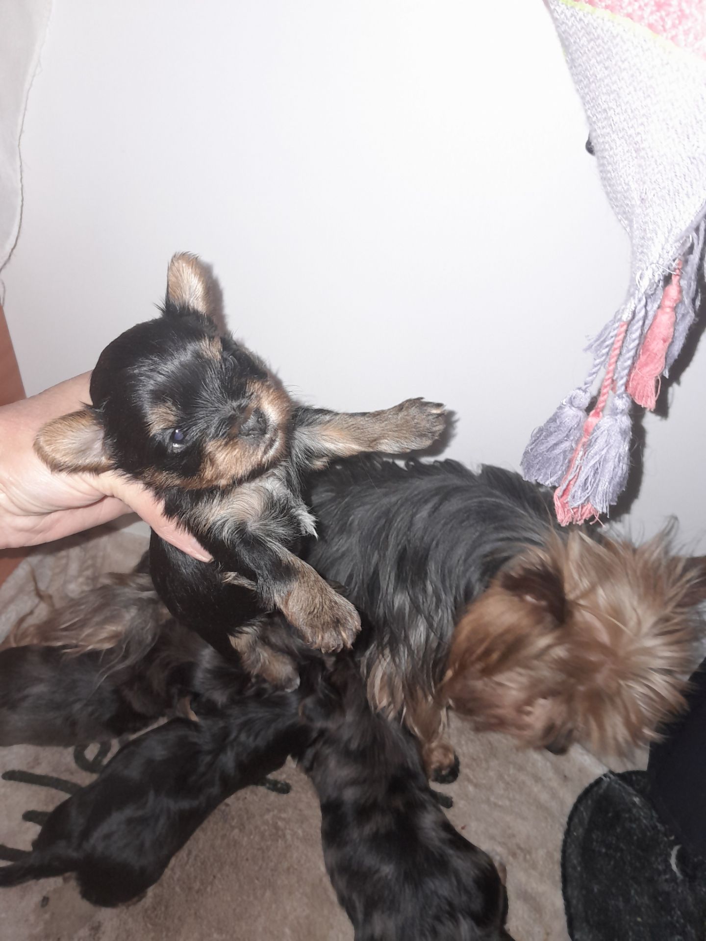 Девочки йорка