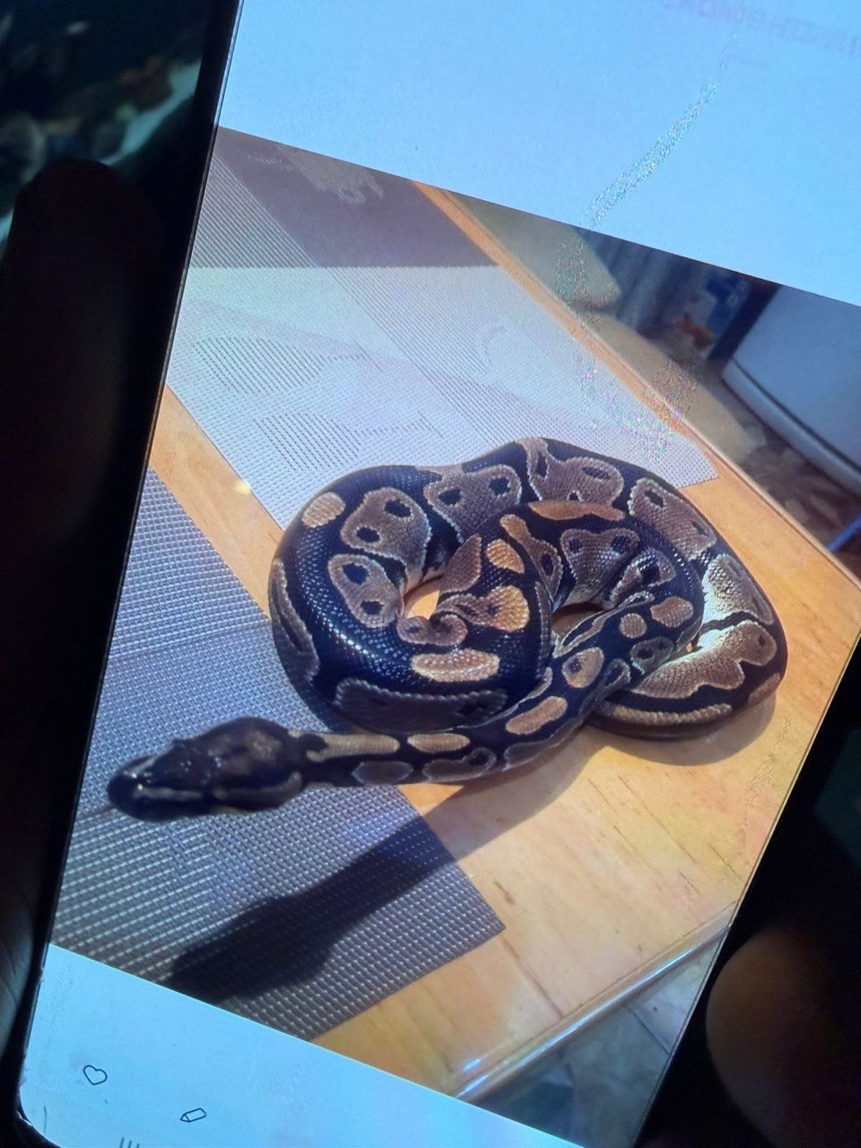 Королівський питон