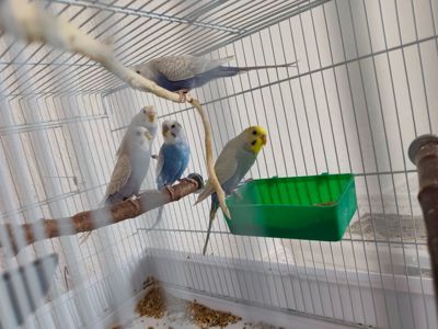 Хвилясті папуги підлітки 9 місяці. Самки