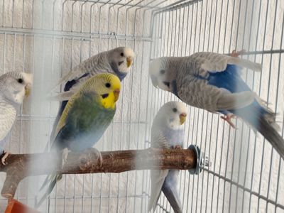 Хвилясті папуги підлітки 9 місяці. Самки