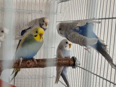 Хвилясті папуги підлітки 9 місяці. Самки