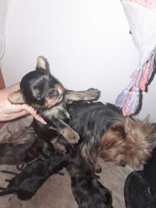 Девочки йорка