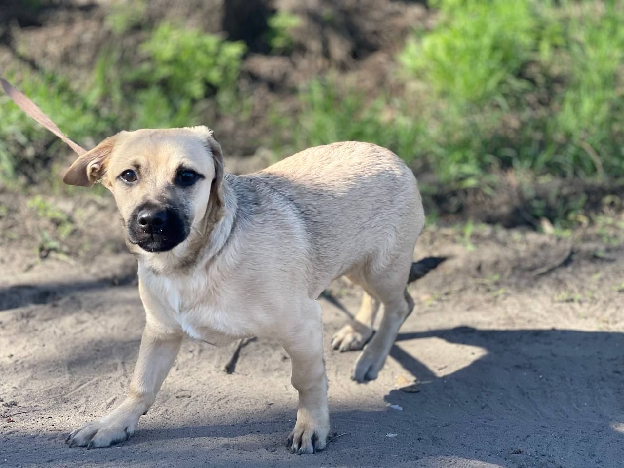 Цуценята шукають люблячу родину