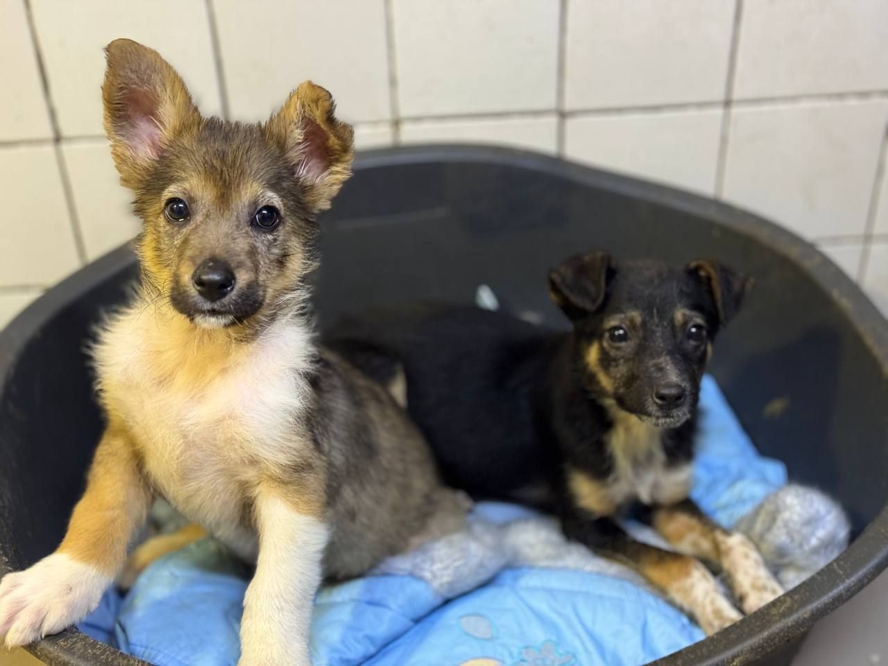 Цуценята шукають люблячу родину