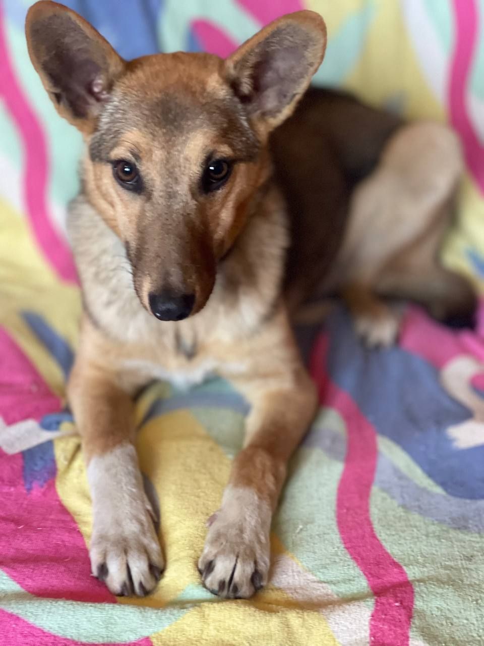 Цуценята шукають люблячу родину