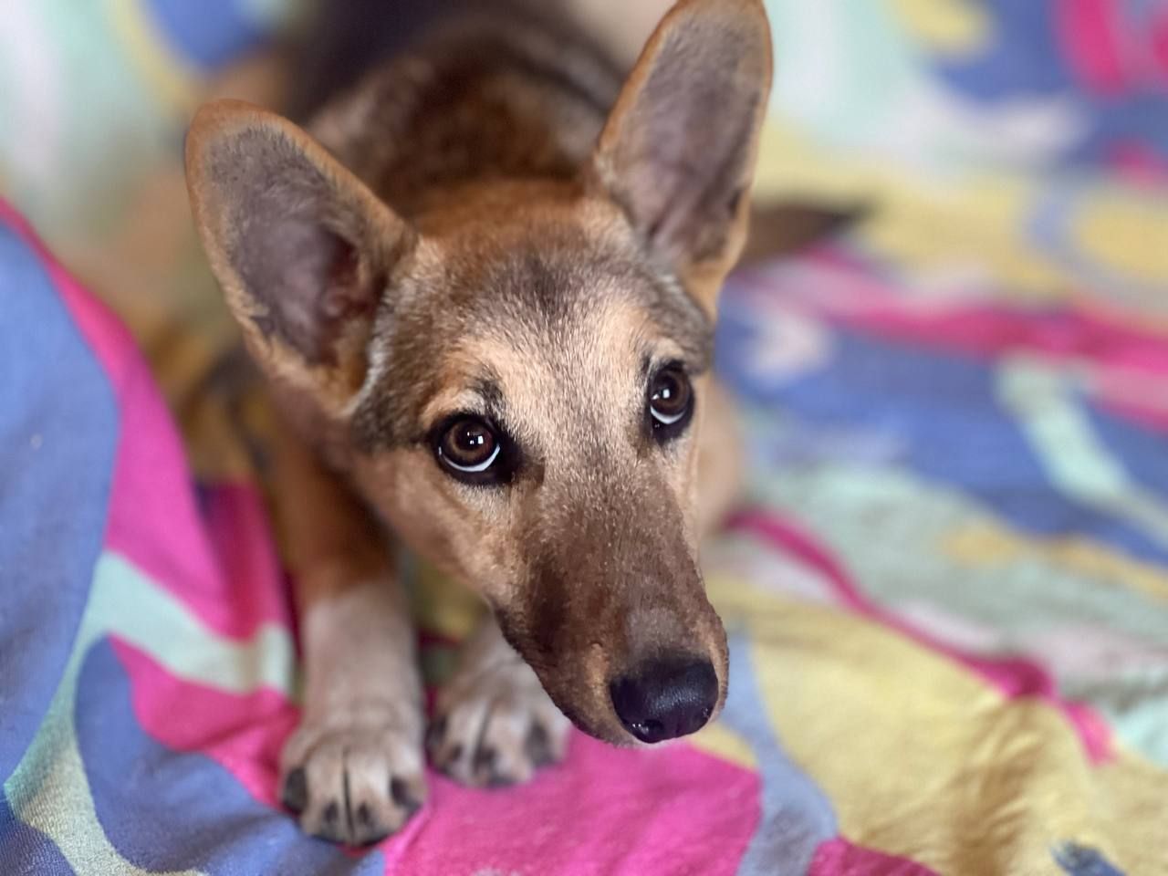 Цуценята шукають люблячу родину