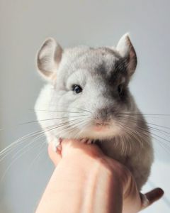 Кукольний малюк 🩵