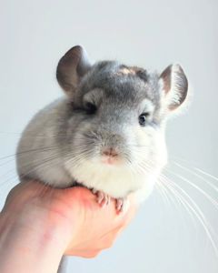 Кукольний малюк 🩵