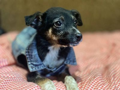 Цуценята шукають люблячу родину