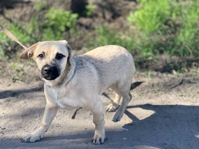 Цуценята шукають люблячу родину