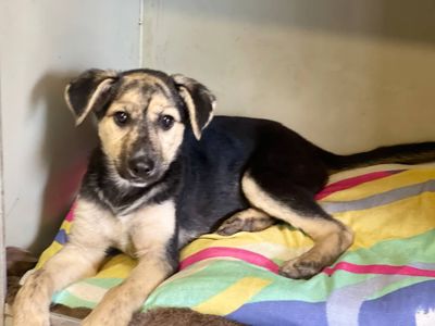 Цуценята шукають люблячу родину